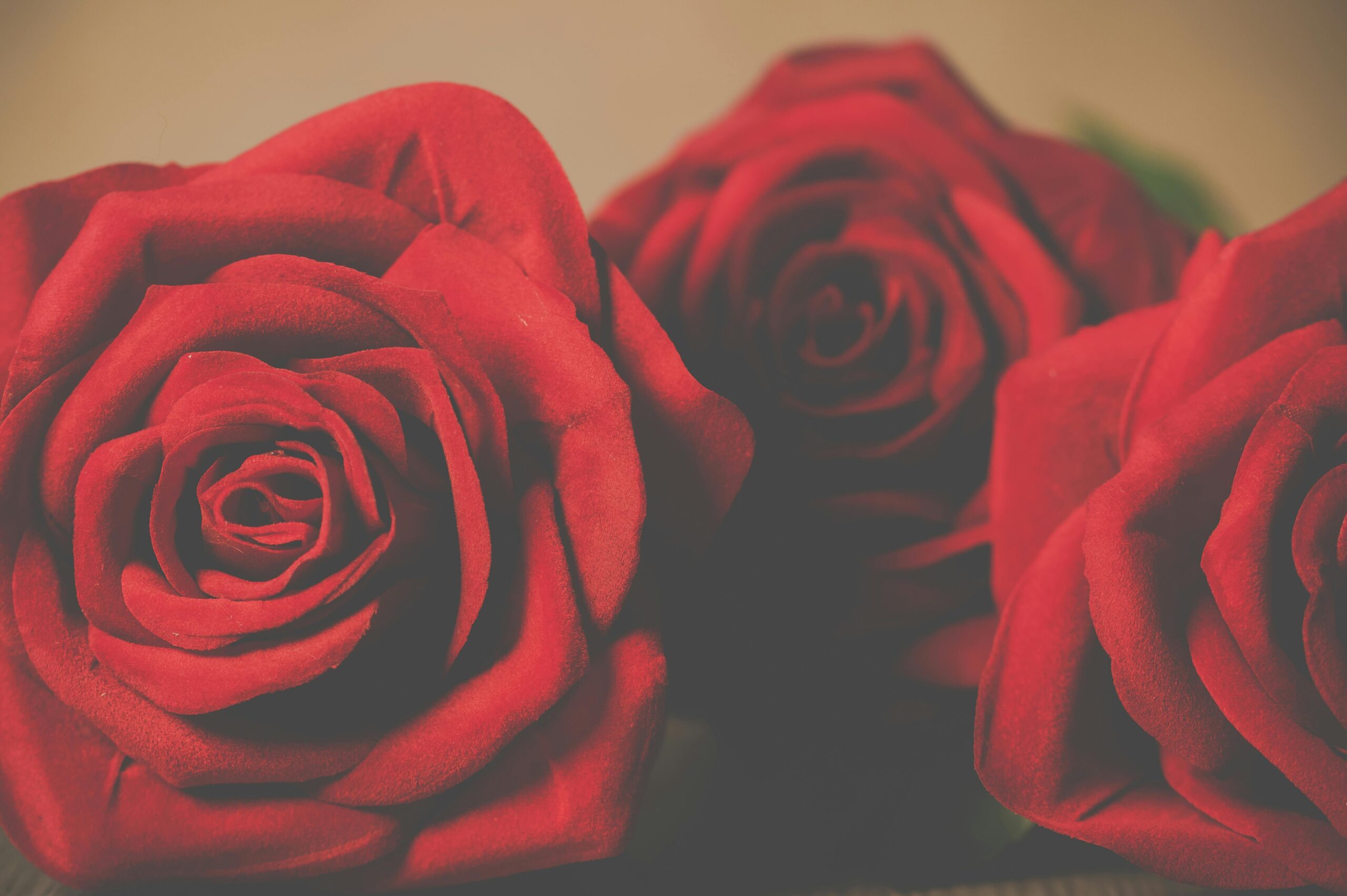 picture of three red roses