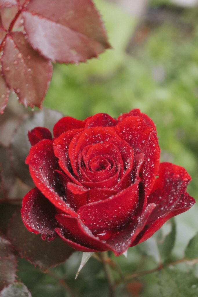 red rose with dew drps