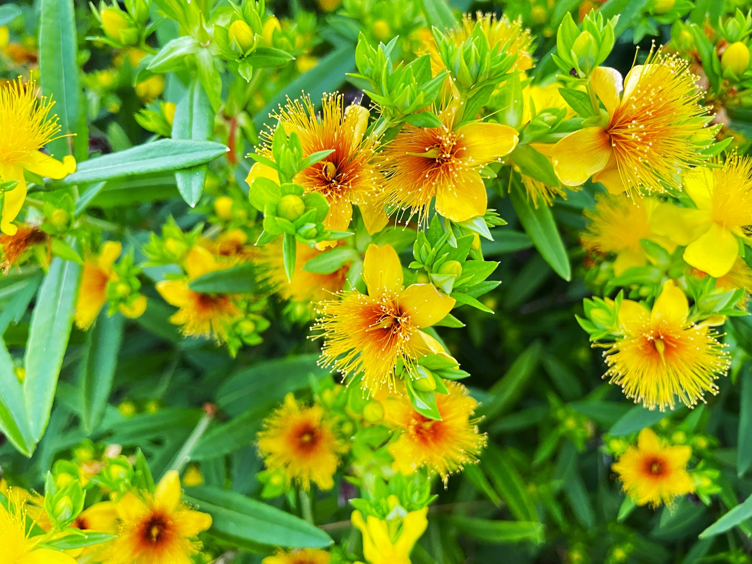 St. John's Wort flowers