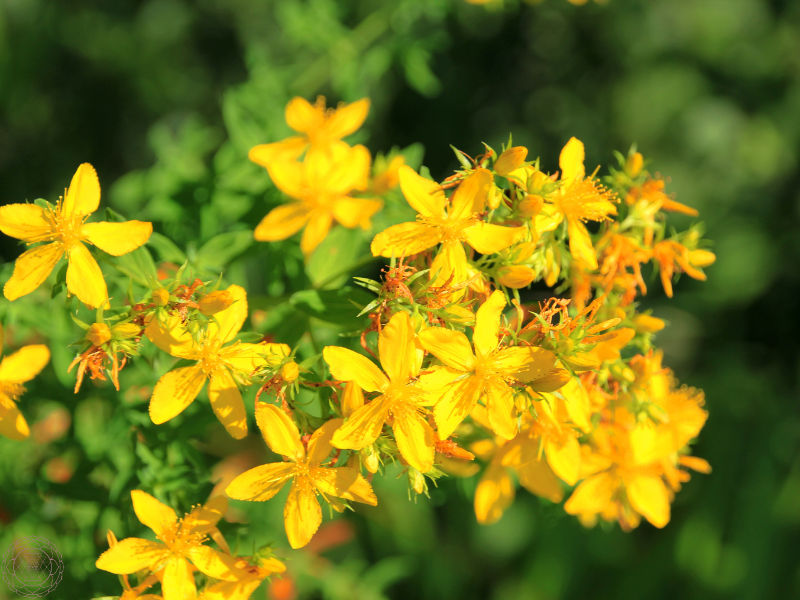 St. John's Wort 