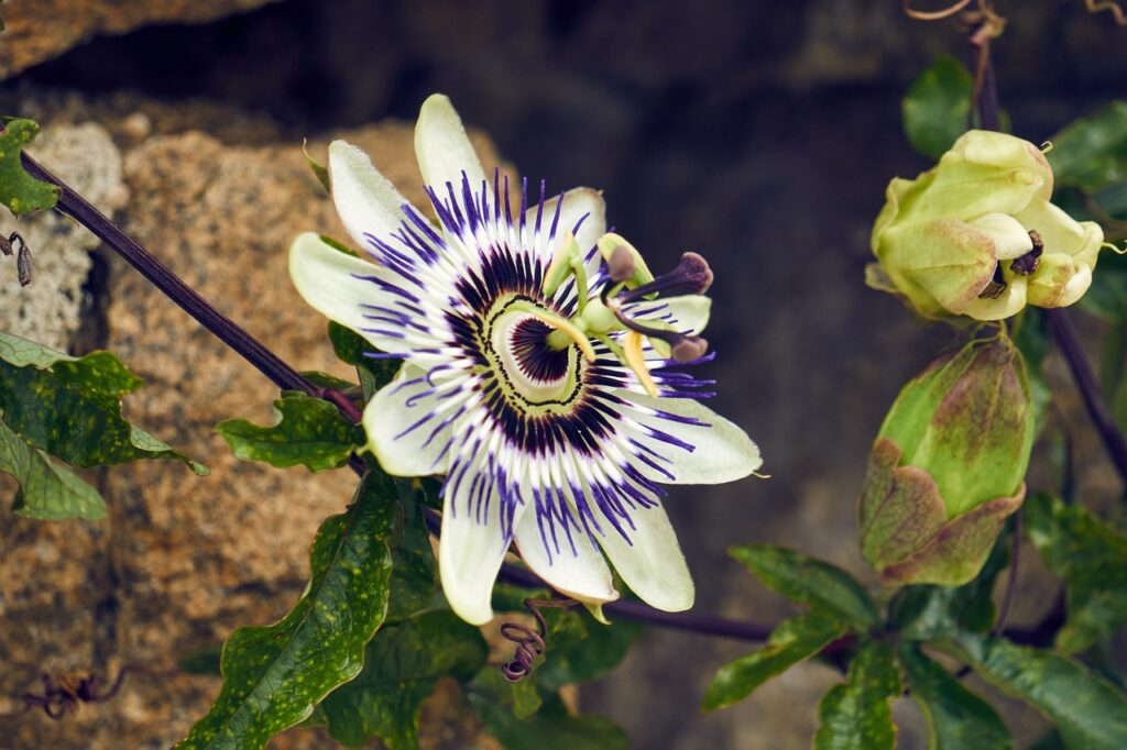 passionflower tea