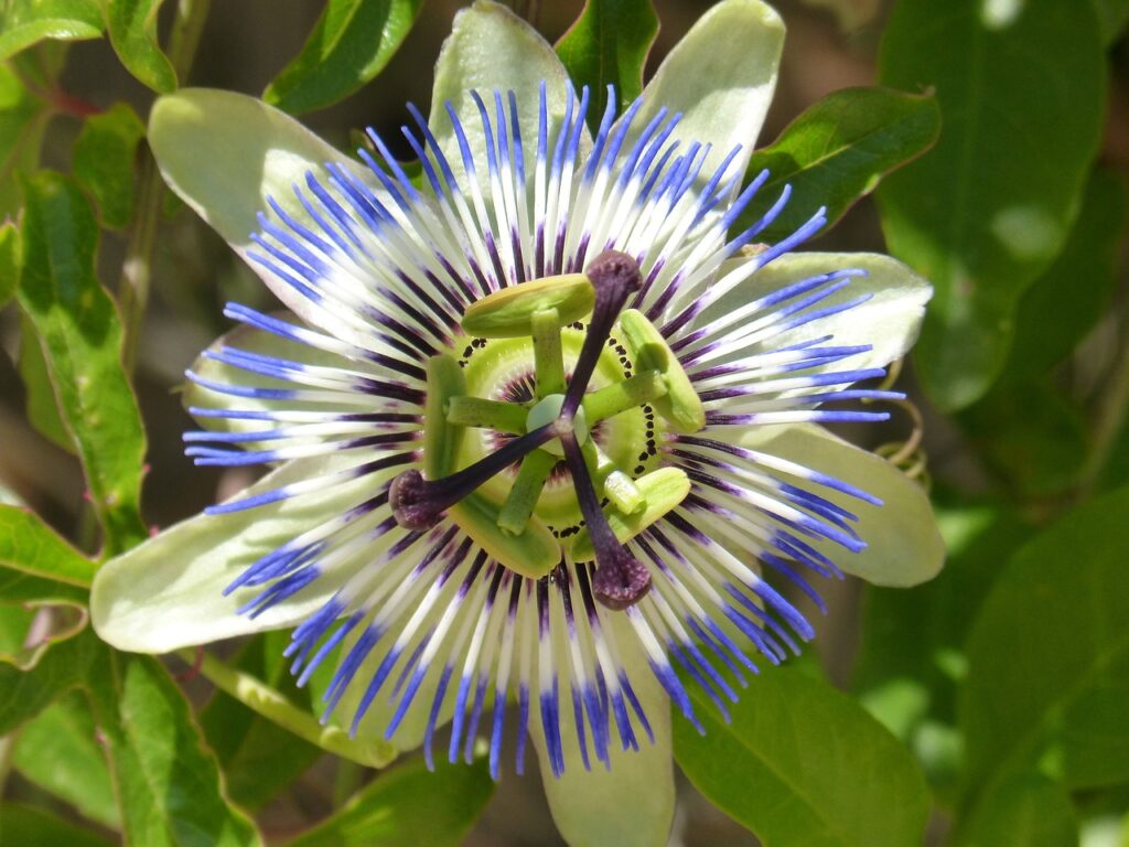 passionflower tea