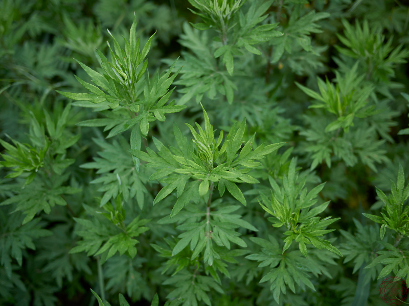 magical properties of mugwort