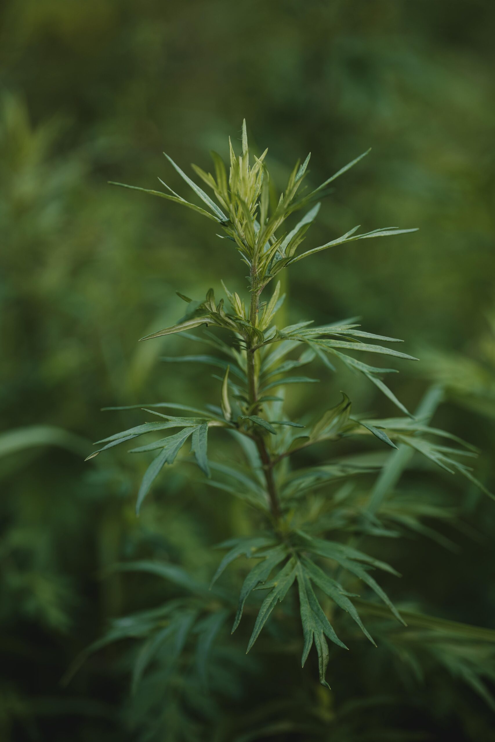 magical properties of mugwort