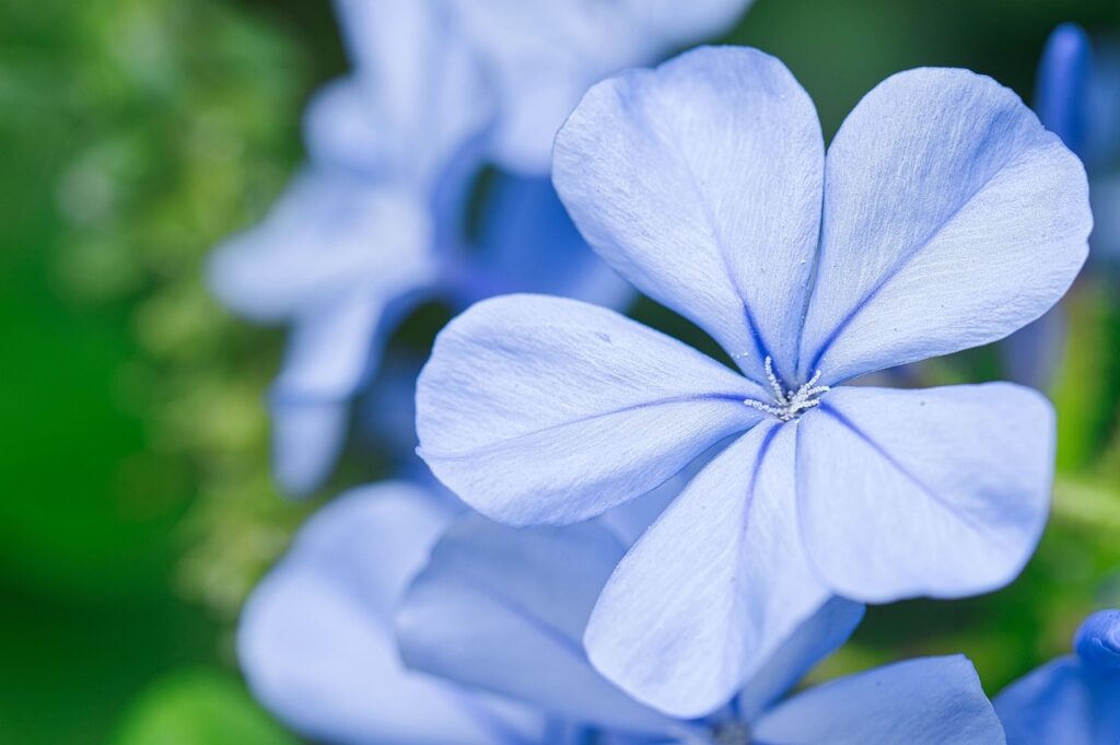 Indigo Flowers