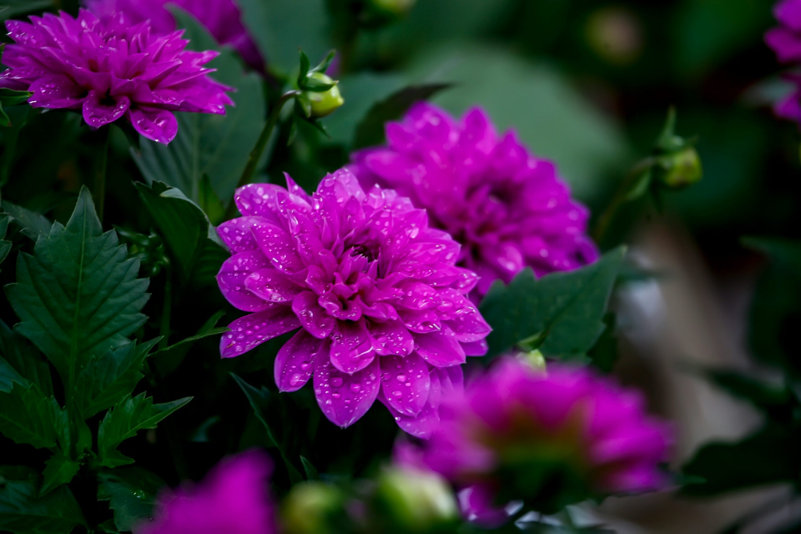 Violet Flowers