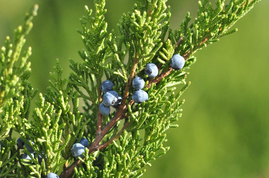 A close-up of the juniper plant with ripe berries, showcasing the natural source of juniper essential oil.