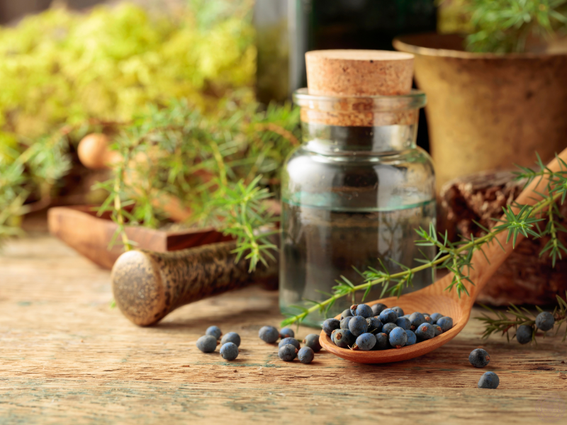 A small bottle of juniper essential oil with a wooden spoon filled with juniper berries in the front and a sprig of the juniper plant in the background.