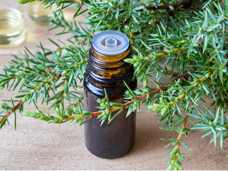 A close-up of a small amber bottle of juniper essential oil with the juniper plant in the background, emphasizing its botanical origins.