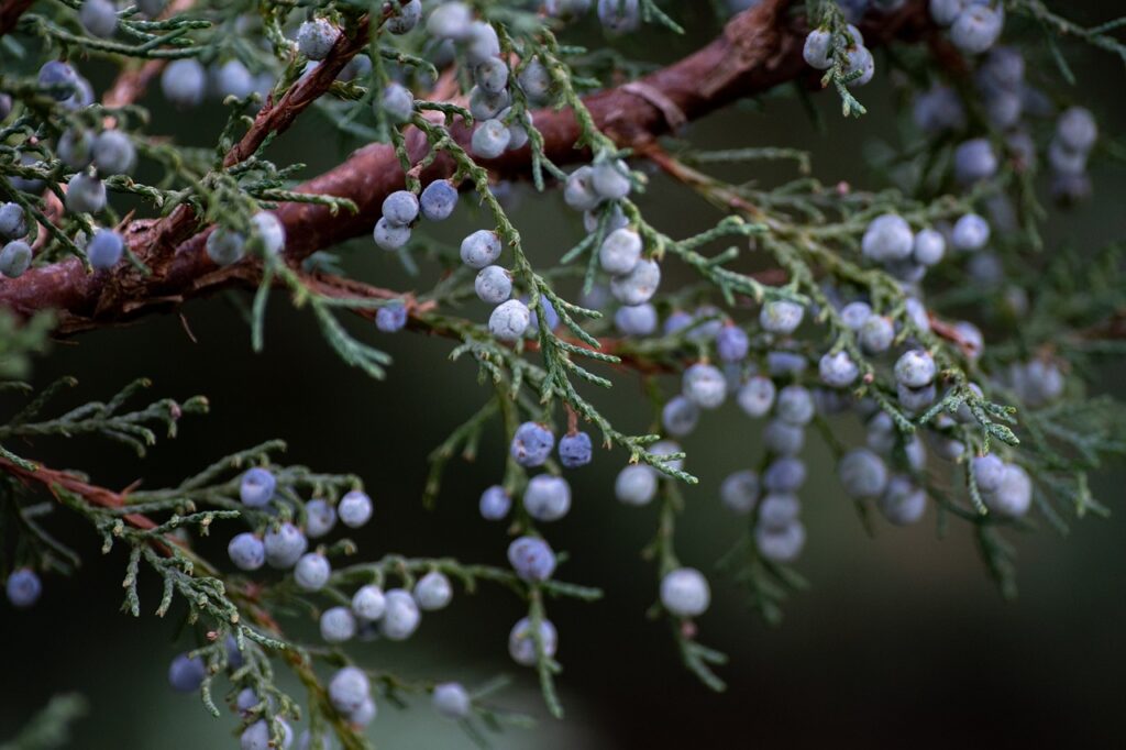 A close-up of the juniper plant outdoors with an abundance of berries, illustrating the rich yield used in oil extraction.