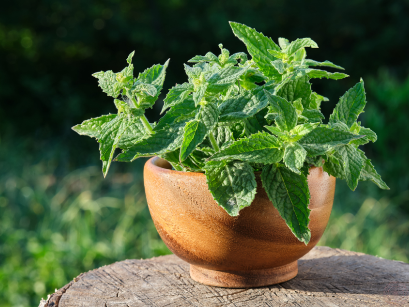 A wooden bowl filled with freshly harvested lemon balm resting on a tree stump, capturing the herb’s earthy, grounding energy.