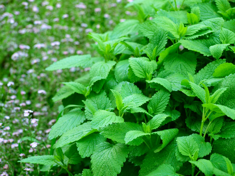 Close-up of a lemon balm bush with small dainty purple flowers in the background, symbolizing its natural harmony and healing presence.