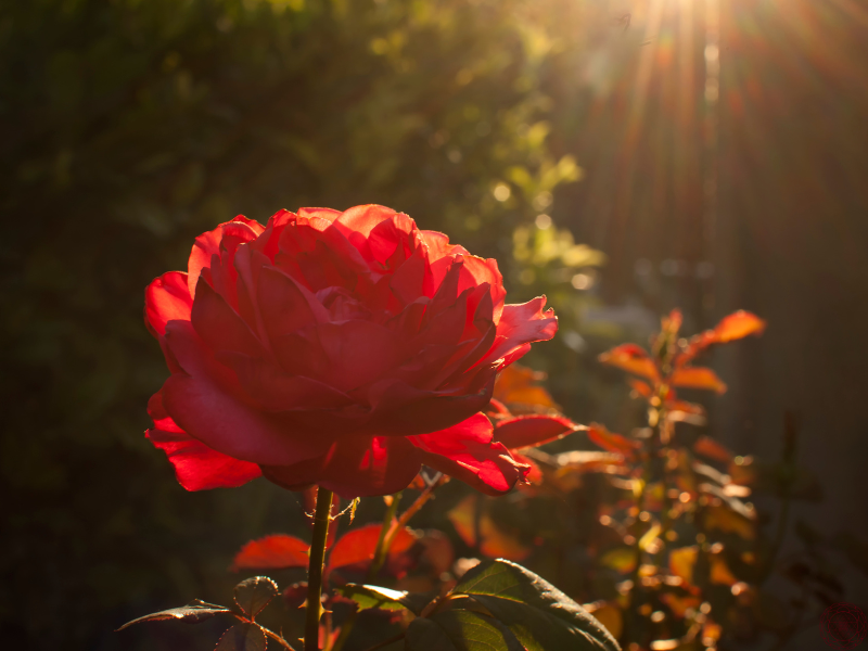 Close-up of a single red rose illuminated by golden sunlight in the background.