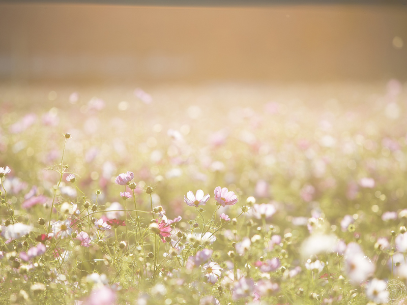 A vibrant flower field filled with delicate pink blossoms glowing in the sunlight, reflecting love’s gentle, blooming energy.
