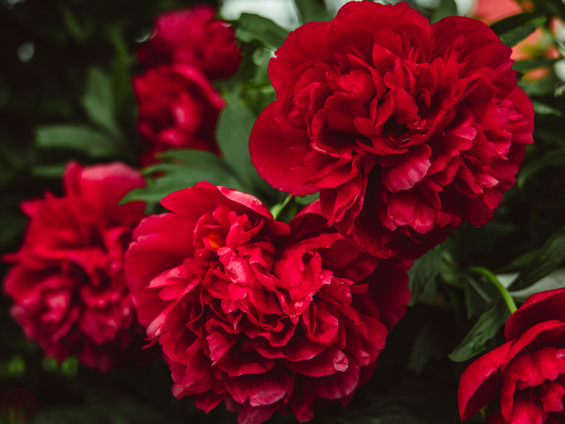 A close-up of vibrant red flowers, representing the passionate and life-affirming energy within tantra.