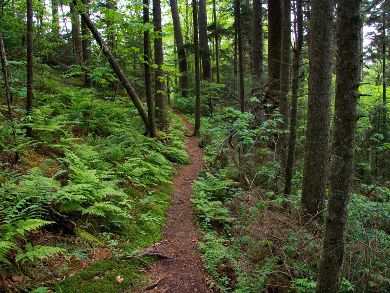 A quiet forest trail winding through lush greenery, highlighting the mental health benefits of walking in nature.