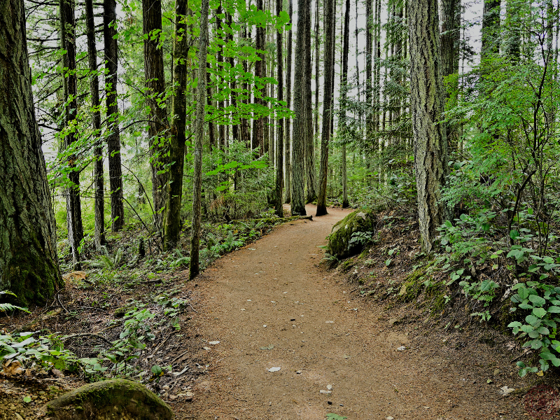 A walking trail in a peaceful forest, illustrating how regular walks in nature can reduce stress and boost mood.