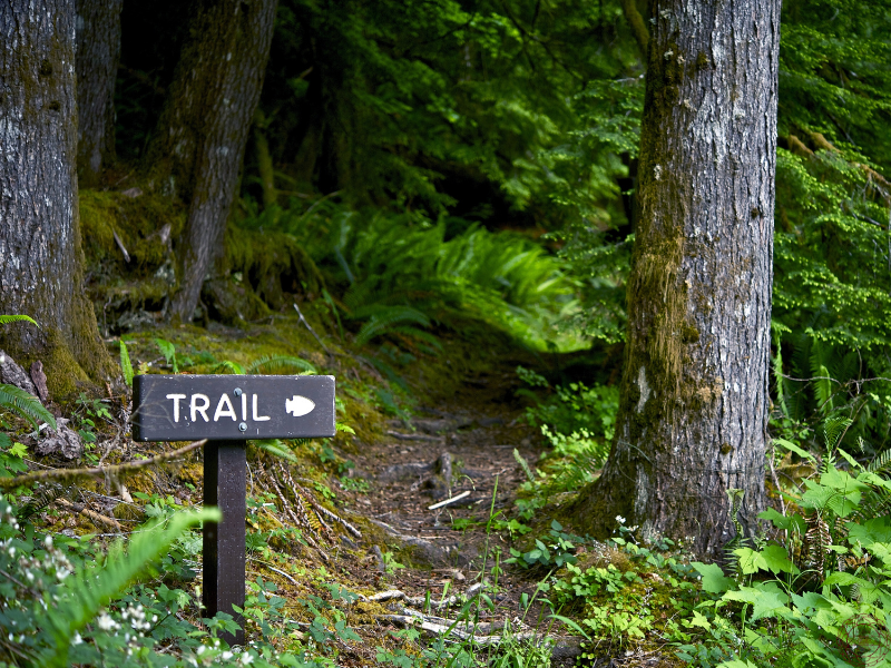 A wooden sign that says “trail” near a tree trunk, symbolizing the invitation to explore the outdoors and take steps toward better health.