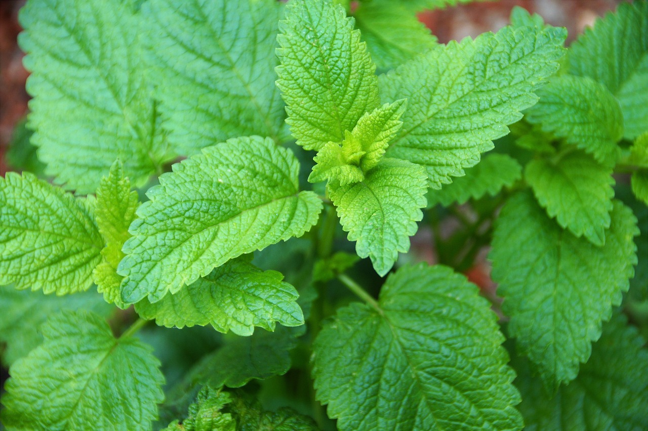 A close-up of a lush bush of fresh lemon balm leaves in natural sunlight.