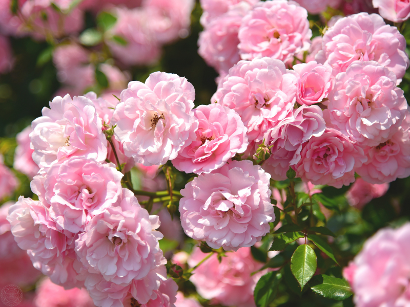 A vibrant bunch of pink flowers in full bloom, evoking the energy of the heart chakra- love, compassion, and openness.