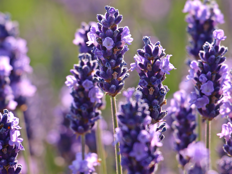 A close-up of lavender in bloom, representing peace, spiritual awareness, and the calming essence associated with the crown chakra.