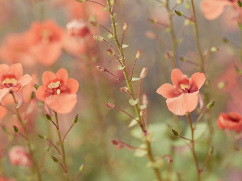 A close-up of delicate coral-colored flowers, representing the gentle unfolding of one's path and the beauty of living in harmony with dharma.