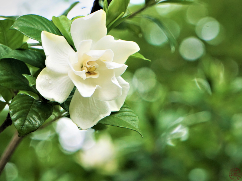 A close-up of a blooming gardenia flower, symbolizing purity, intuition, and the mysterious unfolding of synchronicity in everyday life.
