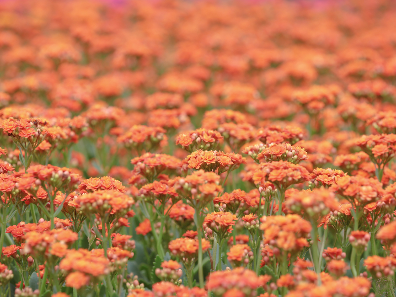 A field of dainty orange flowers, representing the quiet beauty and harmony that often accompanies moments of synchronicity in nature.