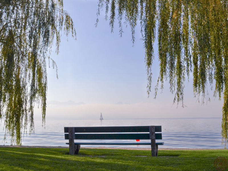A wooden bench overlooking a tranquil lake beneath a willow tree, evoking reflection and the stillness that allows synchronicities to be noticed and embraced. 
