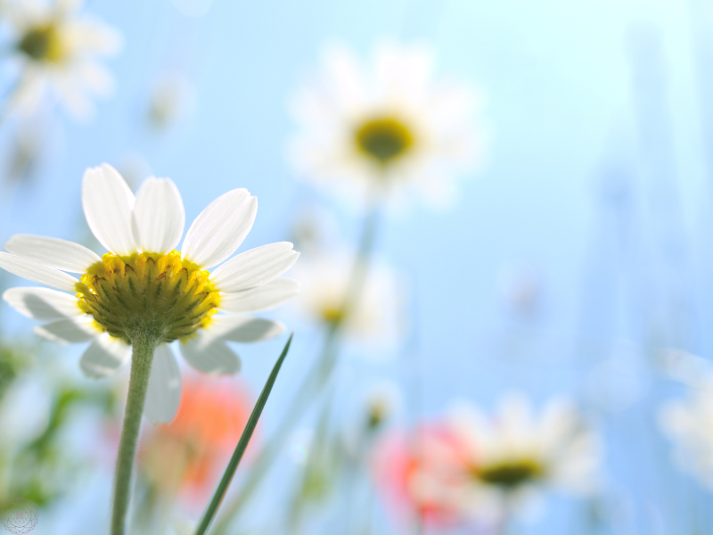 A close-up of white daisy flowers reaching toward a bright blue sky, symbolizing purity, clarity, and the uplifting essence of pranayama.