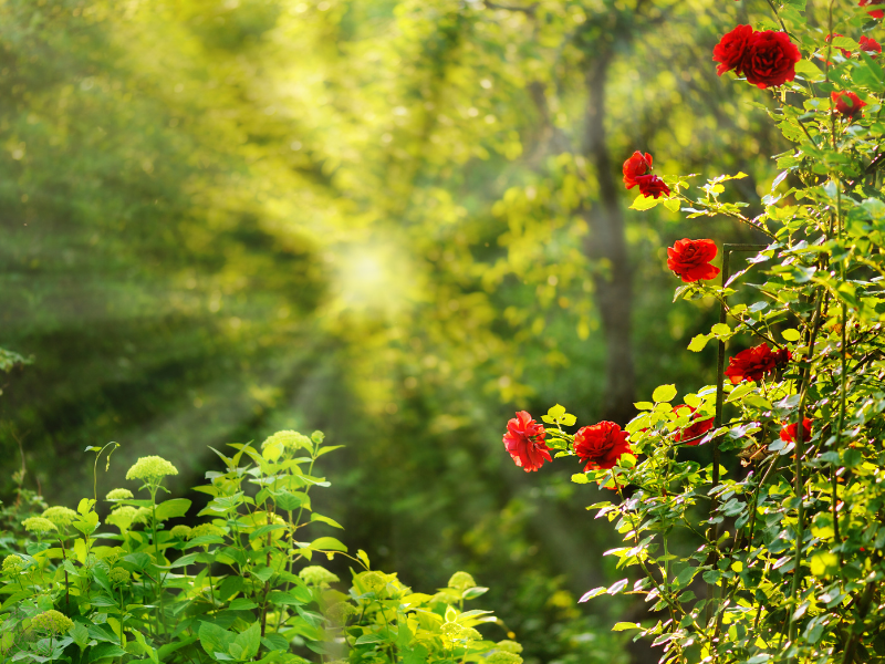 A lush green forest with a bush of red roses, symbolizing vitality, renewal, and the blossoming of inner energy that pranayama nurtures.