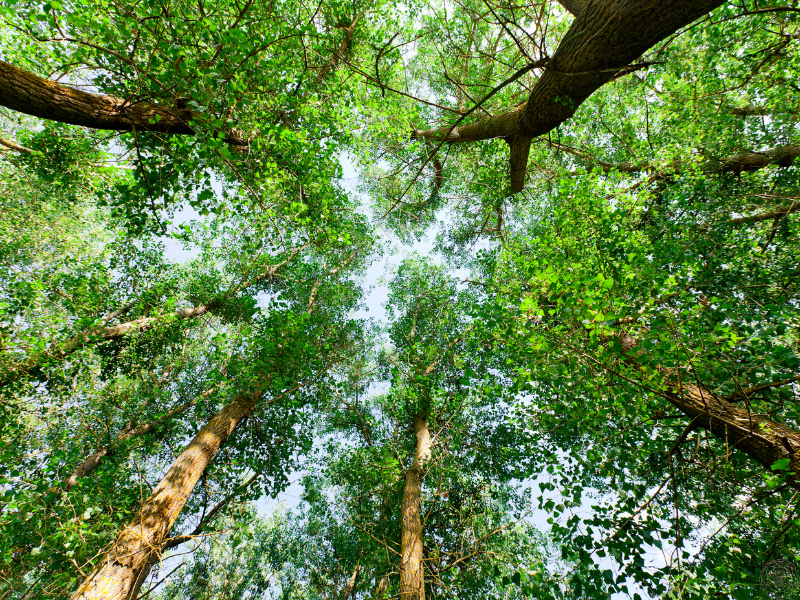 A worm’s-eye view of tall trees reaching toward the sky, evoking the vastness and mystery of the universe hidden behind appearances.
