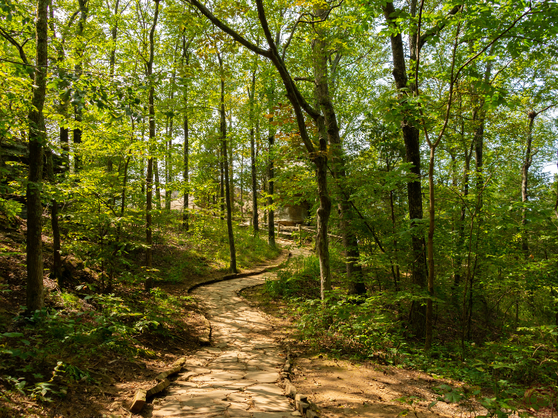 A hiking path winding through the middle of the woods, representing the choice to step off autopilot and explore with intention.