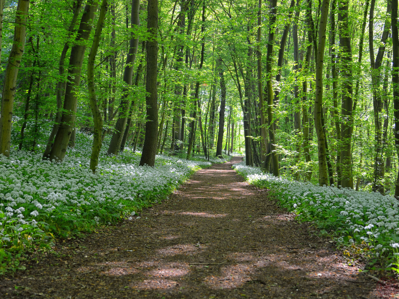 A paved walking trail winding through the middle of the woods, representing the path of surrender as a journey into the unknown.