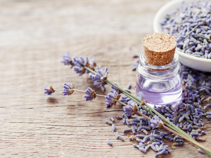 A small essential oil bottle surrounded by lavender buds, symbolizing relaxation and emotional soothing.