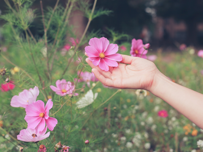 Person gently touching a pink flower in a flower field, symbolizing awareness and awakened doing.