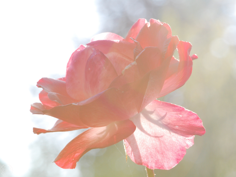 Close-up of a light pink rose with sunlight streaming through the background, symbolizing spiritual awakening.