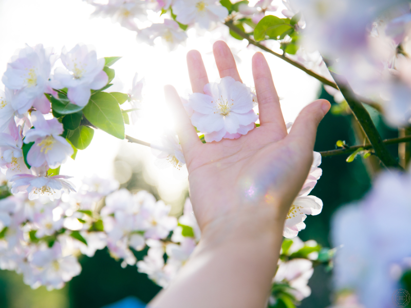 Hand reaching toward a white flower, symbolizing purity and the guidance found in A Course in Miracles.