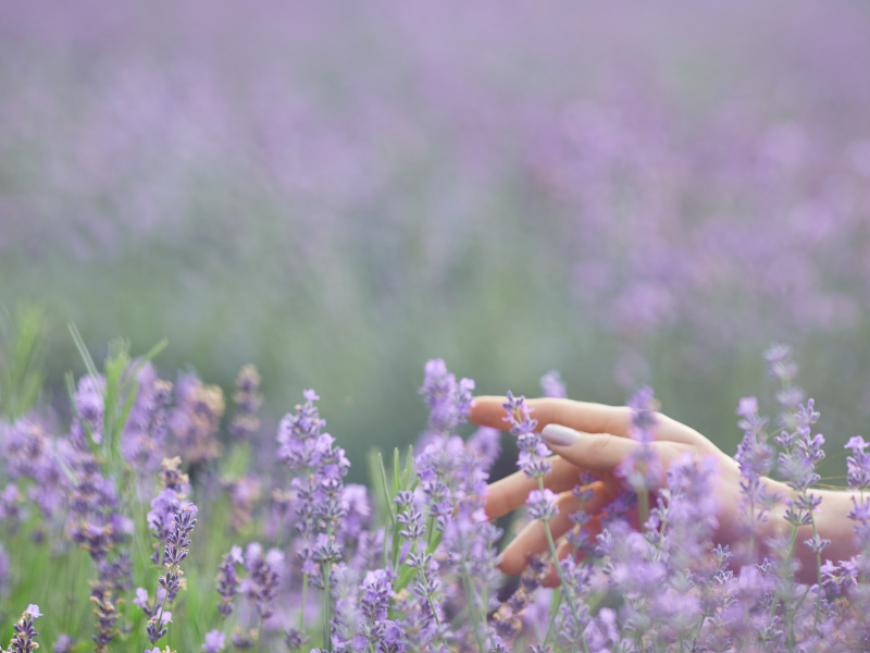Woman’s hand reaching for lavender flowers, symbolizing openness, healing, and the lessons within A Course in Miracles.