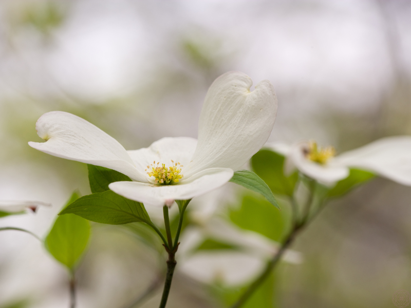 Close-up of delicate white flowers, reflecting the purity and gentle wisdom of A Course in Miracles.