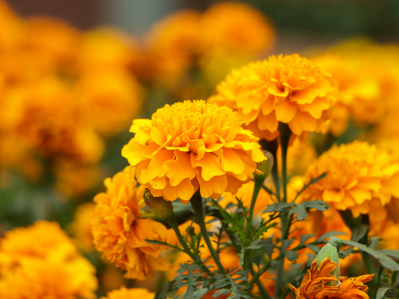 Close-up of vibrant orange flowers, symbolizing energy and the path toward discovering your north star.