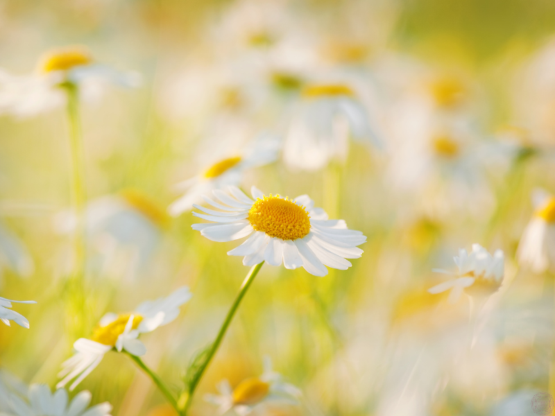 Field of white daisies under sunlight, representing simplicity, purity, and guidance toward the north star within.
