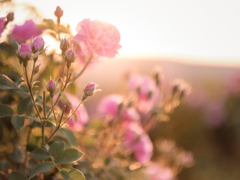 Pink rose bush with sunlight streaming through, symbolizing healing, presence, and freedom from the pain-body.
