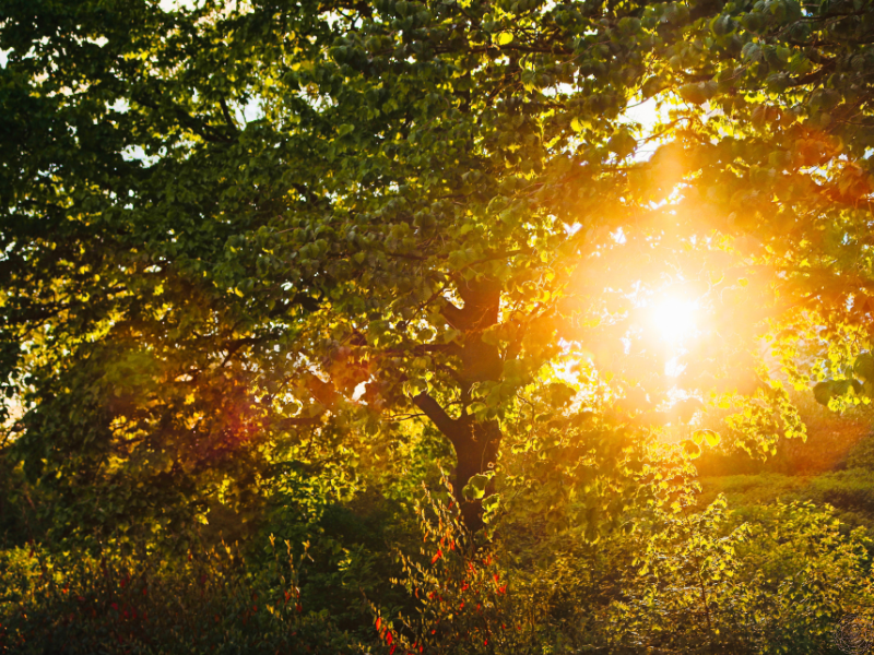 Close up of a lush green tree with sunlight streaming through, symbolizing awakening light during the 3D to 5D shift.