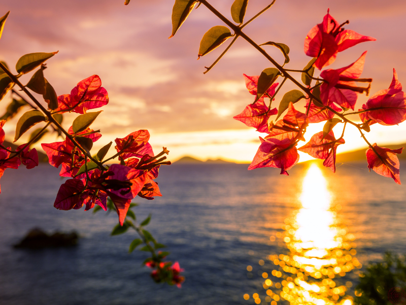 Close up of red flowers with the ocean and sunset in the background, representing beauty and vibrational alignment in the 5D state.