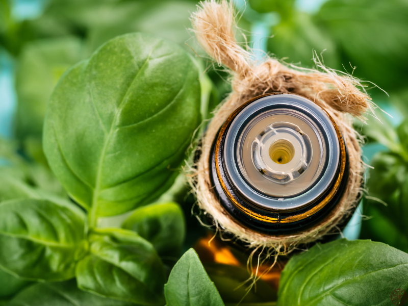 Close up of an essential oil bottle surrounded by fresh basil, symbolizing natural energy and mental clarity.