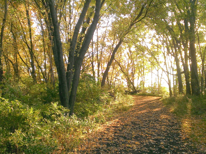 A walking trail winding through a lush green park, symbolizing the soul’s journey through different timelines and states of awareness.