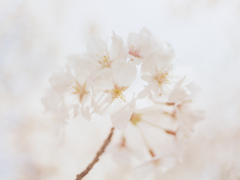 Close-up of delicate white flowers representing the inner stillness and purity cultivated through the teachings of the Yoga Sutras.