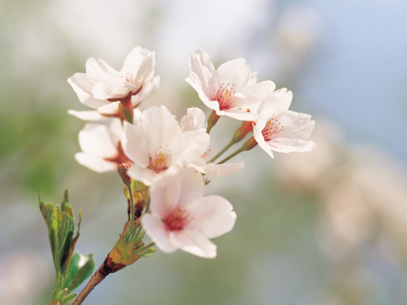 Close-up of delicate white flowers symbolizing the purity and wisdom of the Yoga Sutras.