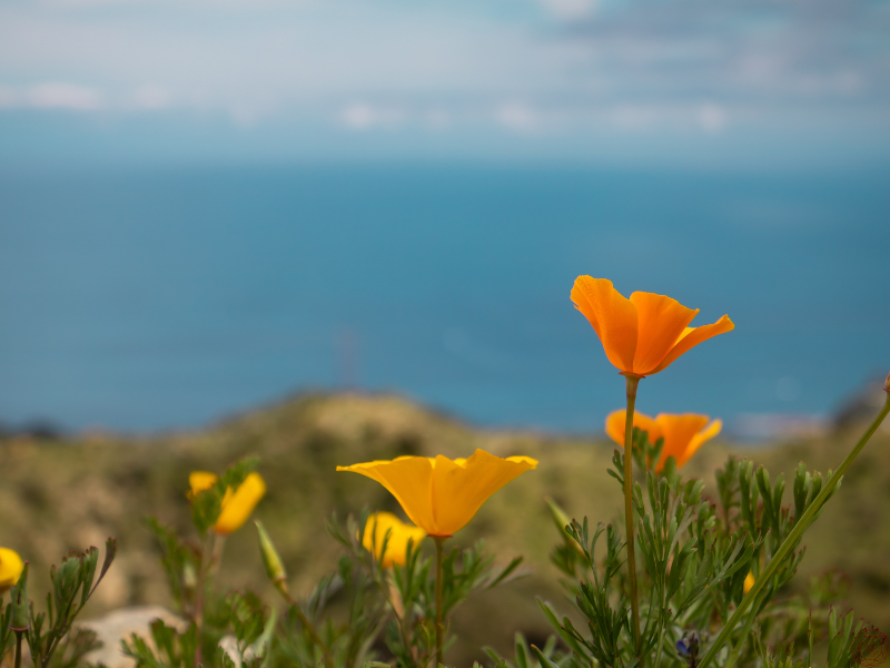 Close-up of vibrant orange flowers with the ocean in the background, symbolizing the expansive and timeless wisdom of the Yoga Sutras.